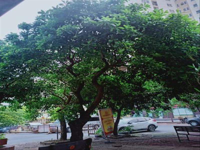 Chính chủ cần nhượng gấp quán Trung Văn, Nam Từ Liêm, Hà Nội Chính chủ cần nhượng gấp quán Trung Văn, Nam Từ Liêm, Hà Nội
