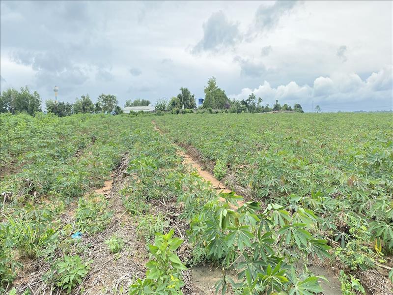 Đất vườn Bình Phước bán 10ha điều đường lớn vào tận nơi giá 600 triệuha