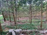 Cần bán 35 ha đất Đã Trồng Cây Keo Tại Sơn Dương, Tuyên Quang